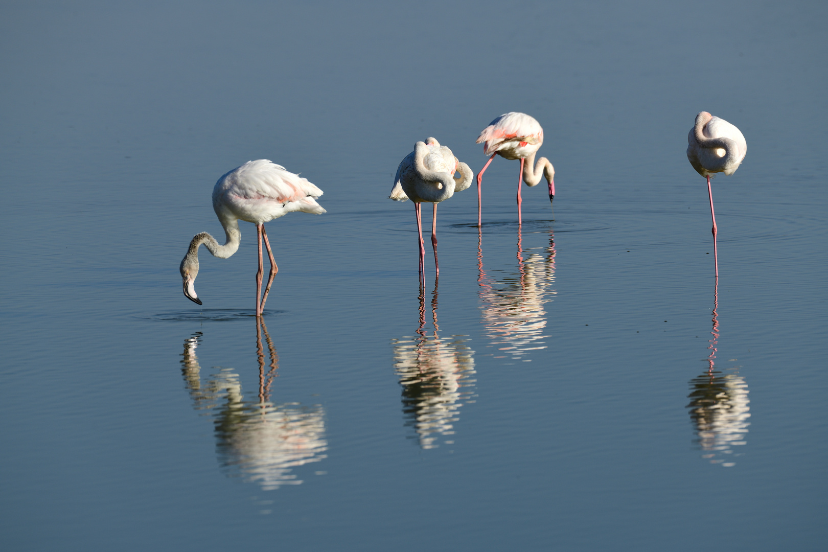 Lesser flamingos