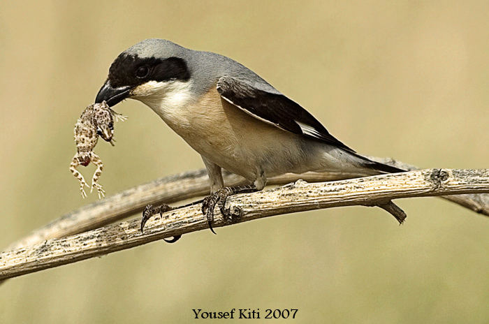 Lesser Gray Shrike