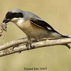 Lesser Gray Shrike