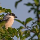 Lesser grey shrike