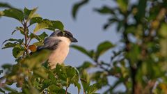 Lesser grey shrike