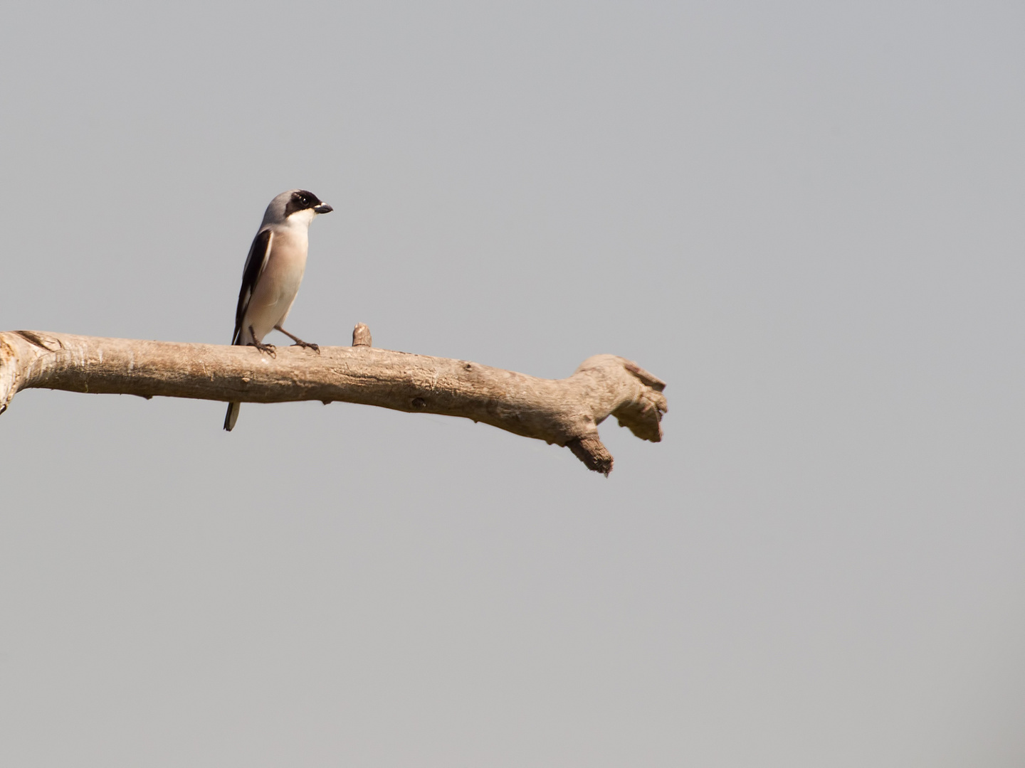 Lesser Grey Shrike