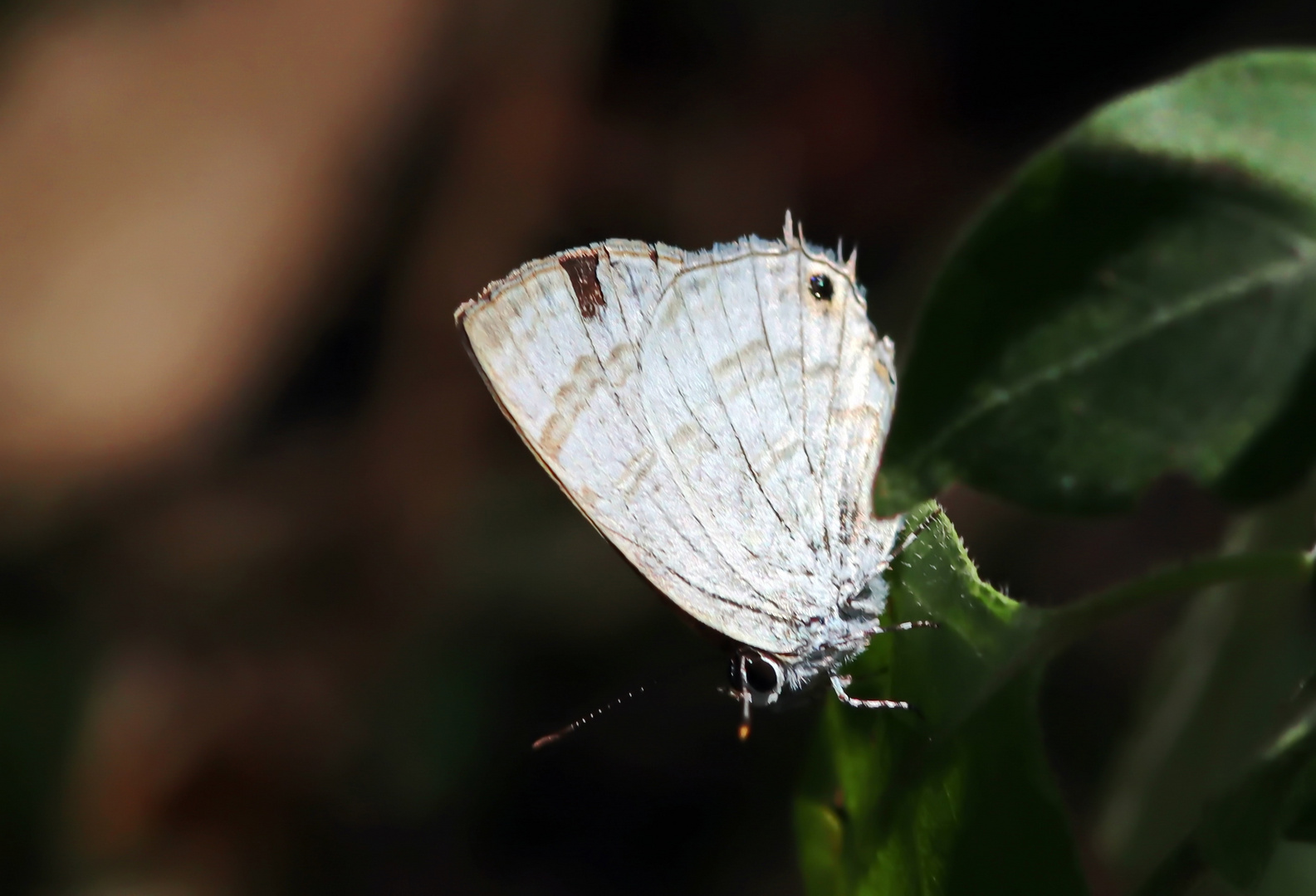 Lesser Indigo Hairtail - Anthene ligures