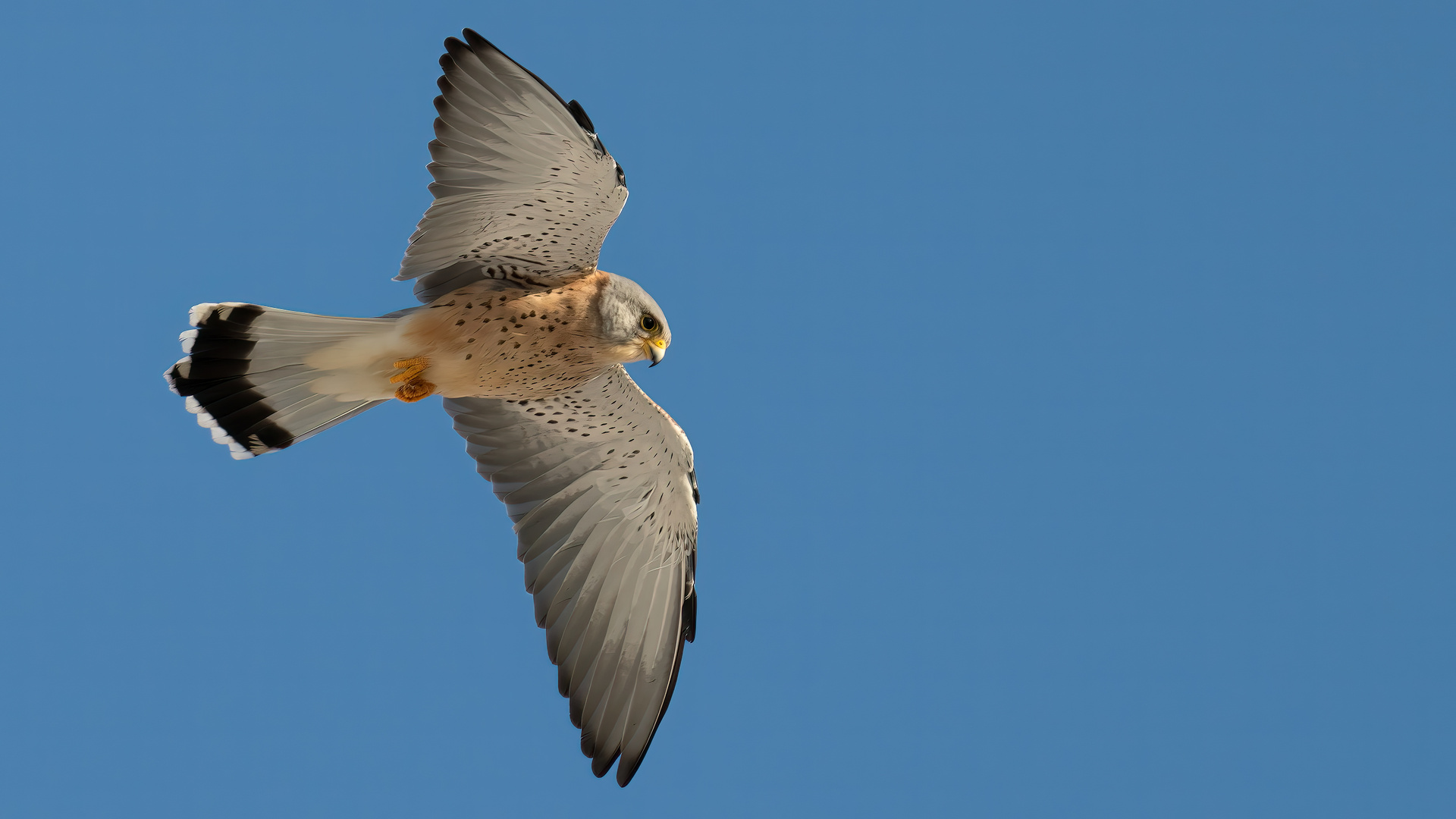 Lesser Kestrel #1