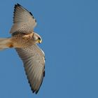 Lesser Kestrel #1