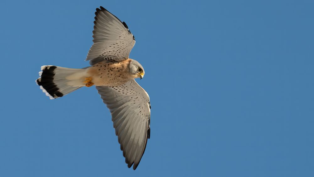 Lesser Kestrel #1