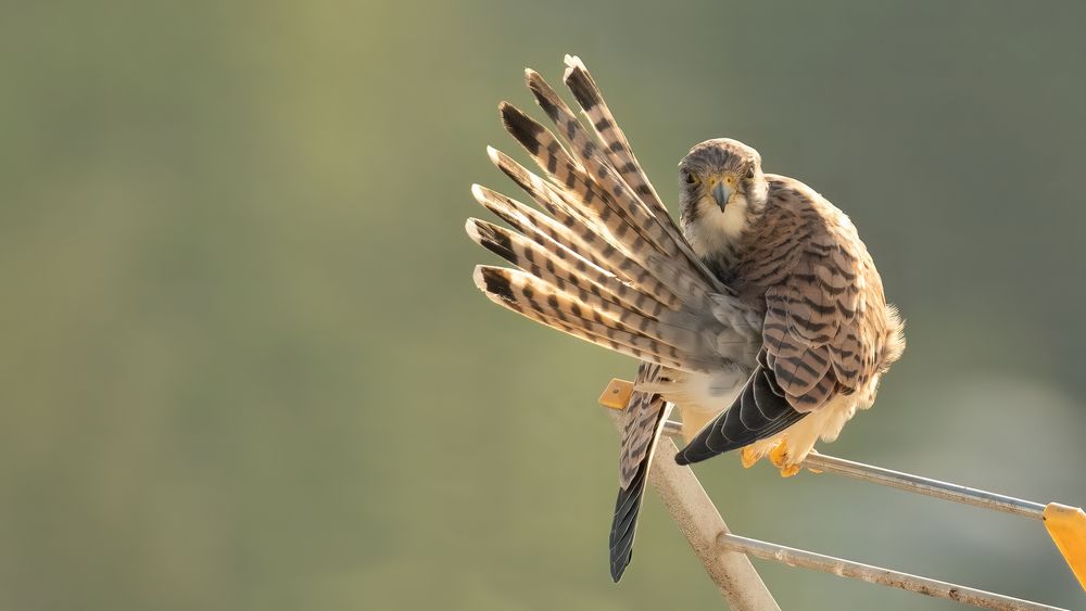 Lesser Kestrel #2