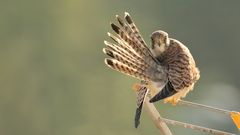 Lesser Kestrel #2