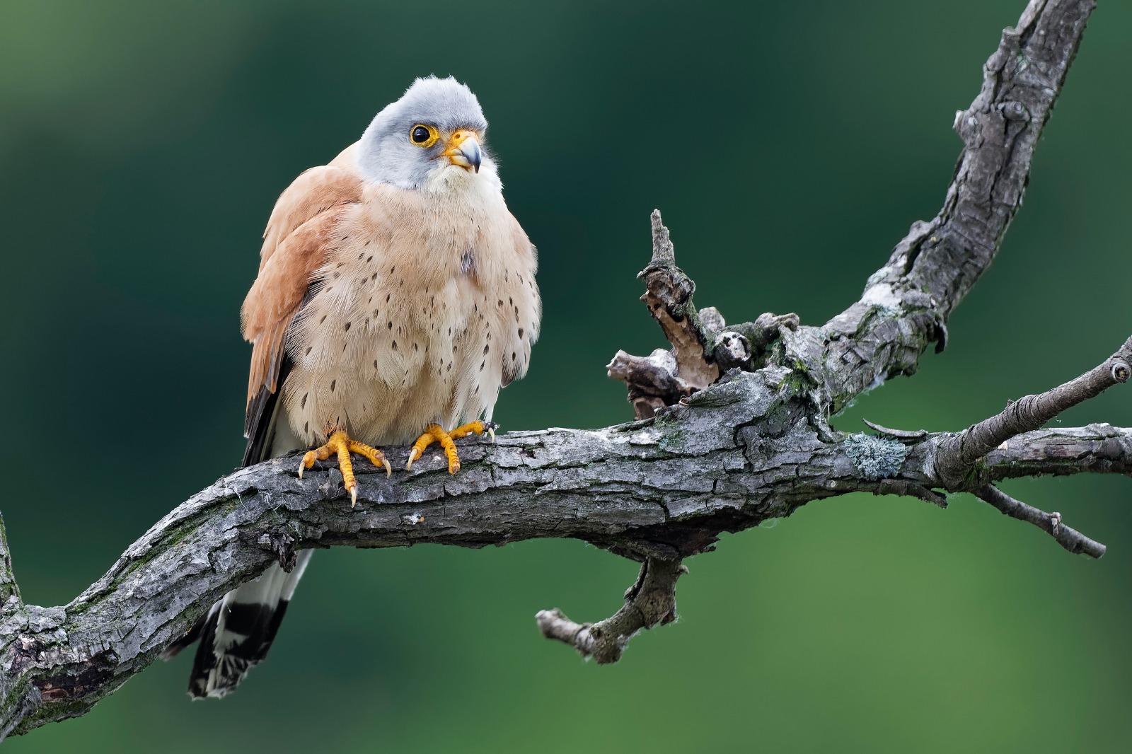 Lesser Kestrel Foto & Bild tiere, wildlife, wild lebende vögel Bilder