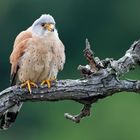 Lesser Kestrel