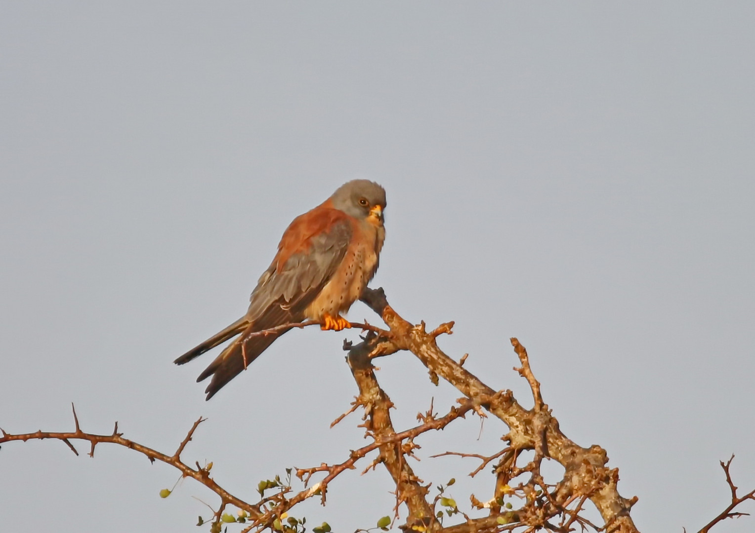 Lesser Kestrel