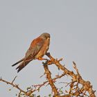 Lesser Kestrel