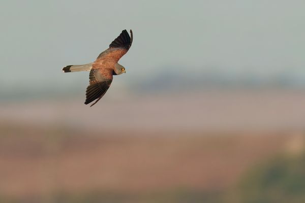 Lesser Kestrel