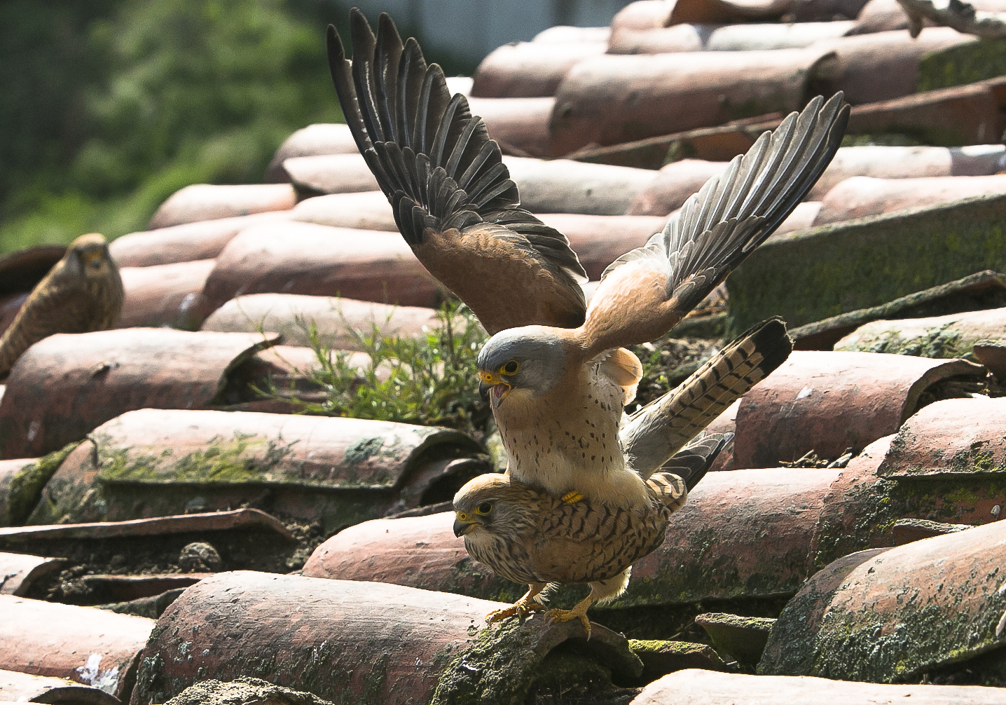 Lesser Kestrel copulation