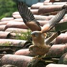 Lesser Kestrel copulation