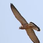 Lesser kestrel (Doku)