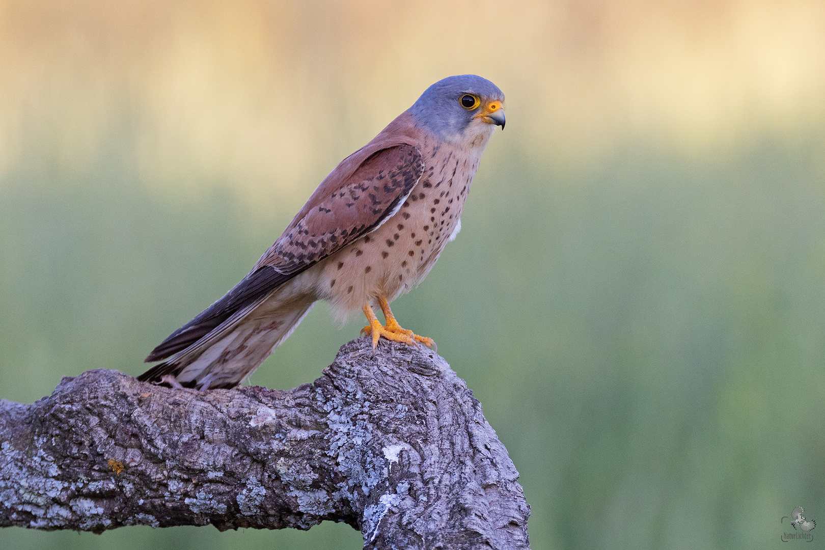 Lesser kestrel (Falco naumanni), Rötelfalke, Extremadura, Spanien