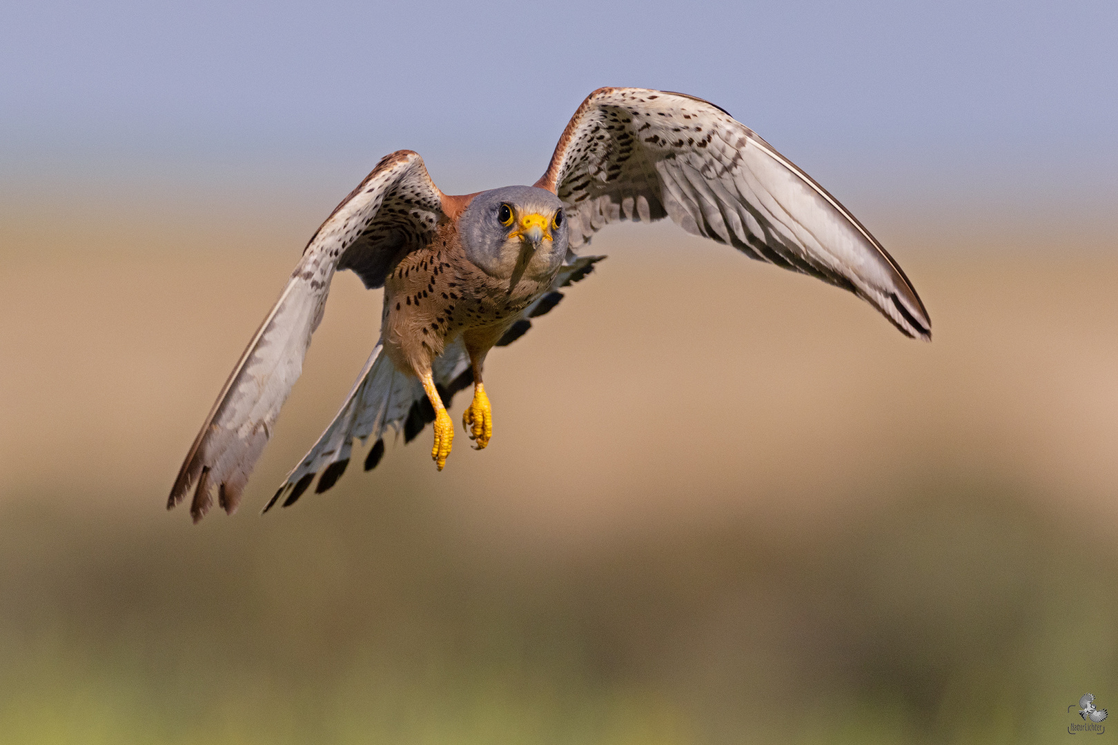 Lesser kestrel (Falco naumanni), Rötelfalke im Flug, Extremadura, Spanien