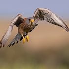 Lesser kestrel (Falco naumanni), Rötelfalke im Flug, Extremadura, Spanien