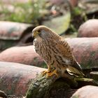 Lesser Kestrel female