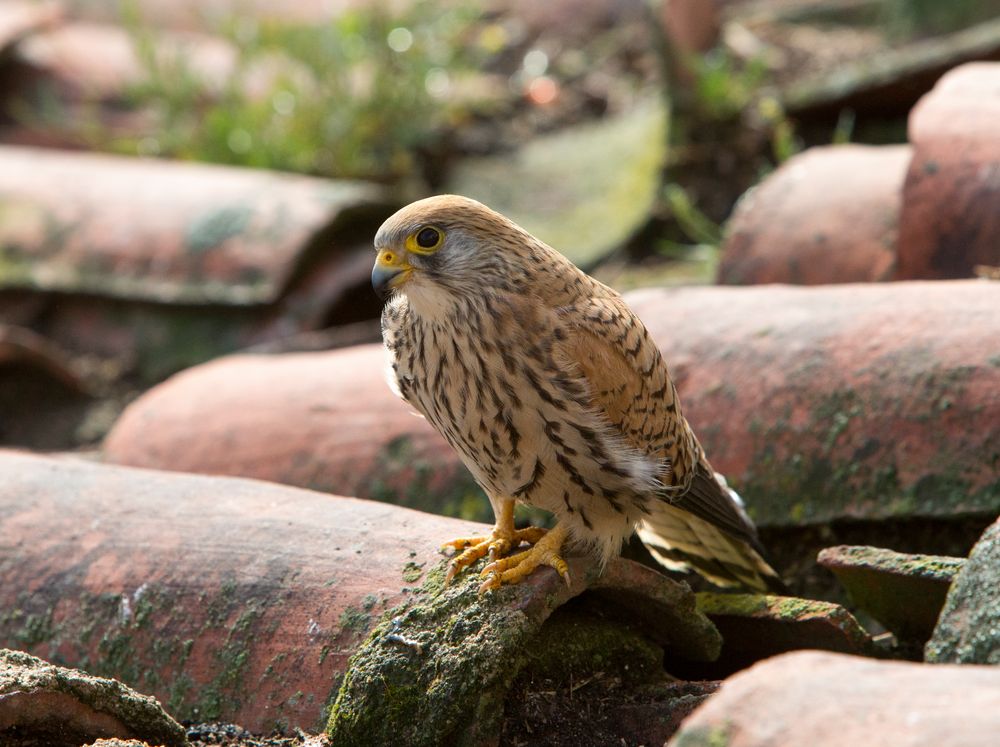 Lesser Kestrel female