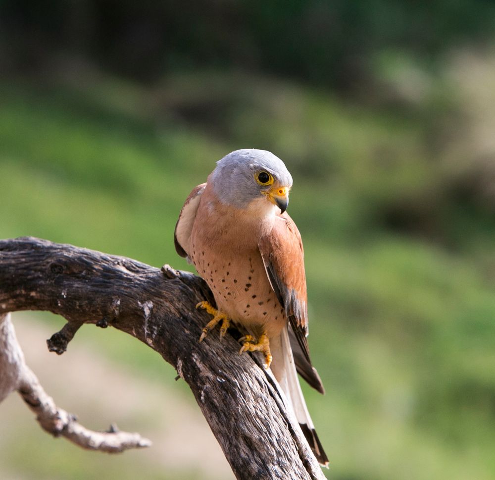 Lesser Kestrel male