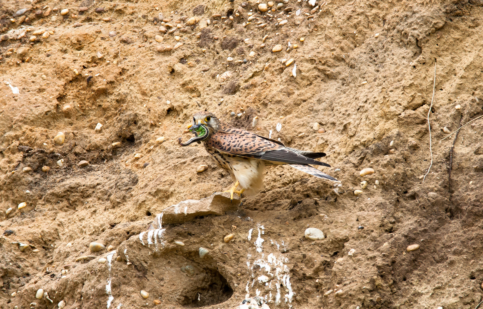 Lesser Kestrel with catch