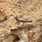 Lesser Kestrel with catch