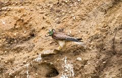 Lesser Kestrel with catch