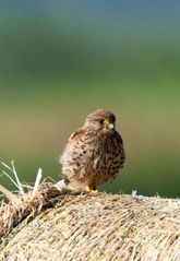 Lesser Kestrel young