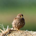 Lesser Kestrel young