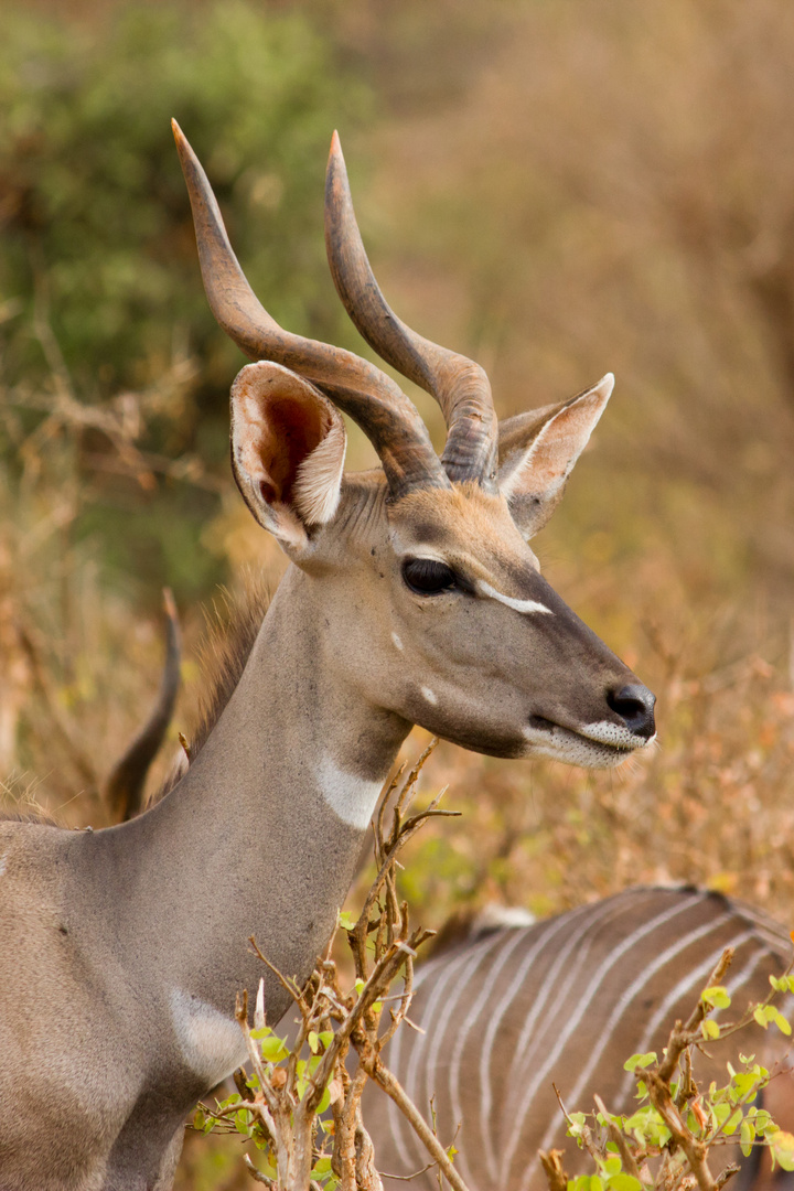 Lesser Kudu