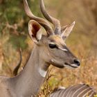 Lesser Kudu