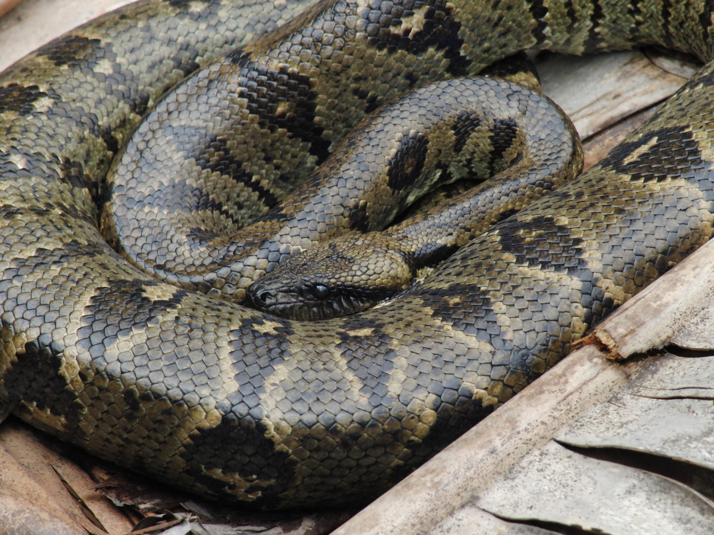 Lesser Madagascar Boa