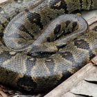 Lesser Madagascar Boa