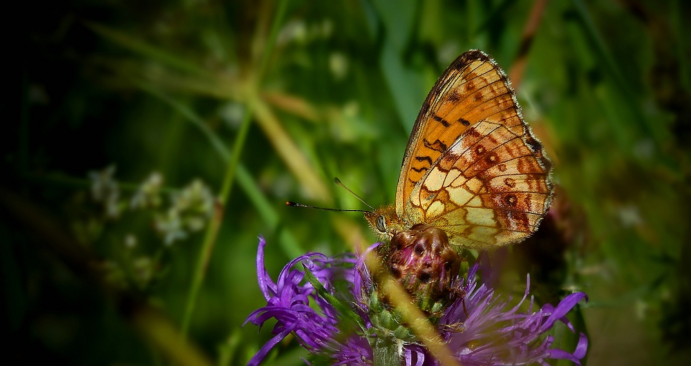 Lesser Marbled Fritillary