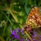 Lesser Marbled Fritillary