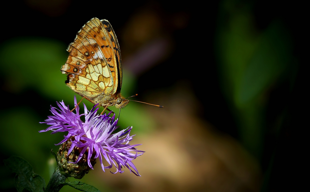 Lesser Marbled Fritillary 