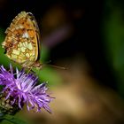 Lesser Marbled Fritillary 