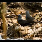 Lesser Noddy, Kleine Noddiseeschwalbe