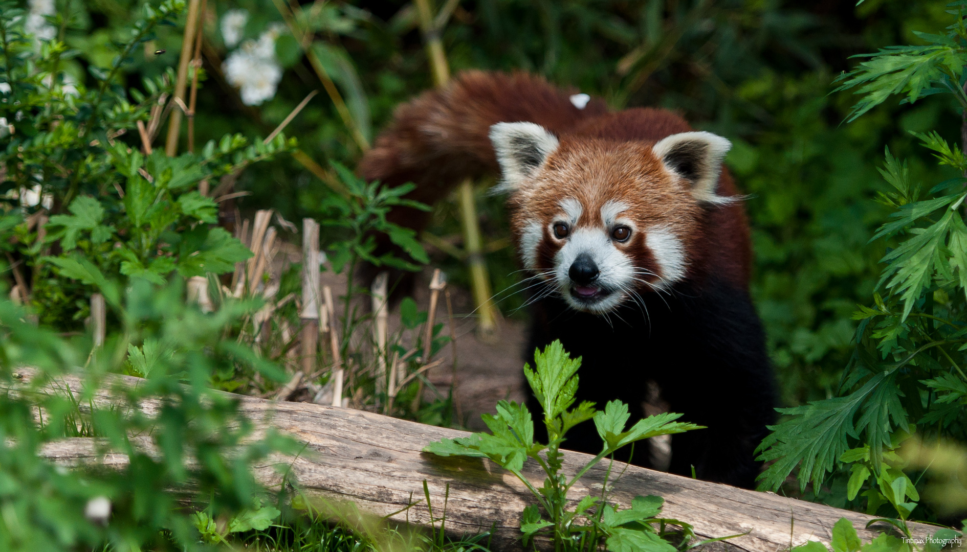 lesser panda