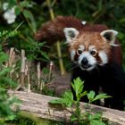 lesser panda