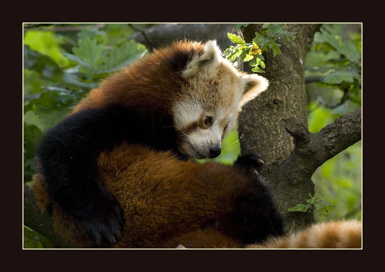 Lesser panda