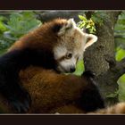 Lesser panda