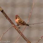 Lesser Redpoll (carduelis cabaret)