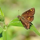 Lesser Rice Swift,(Borbo bevani)