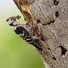 Lesser spotted woodpecker