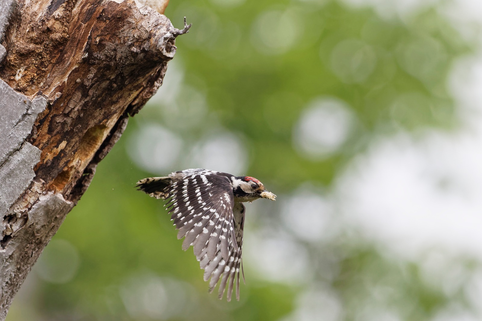 Lesser Spotted Woodpecker in Flight