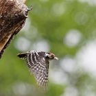 Lesser Spotted Woodpecker in Flight