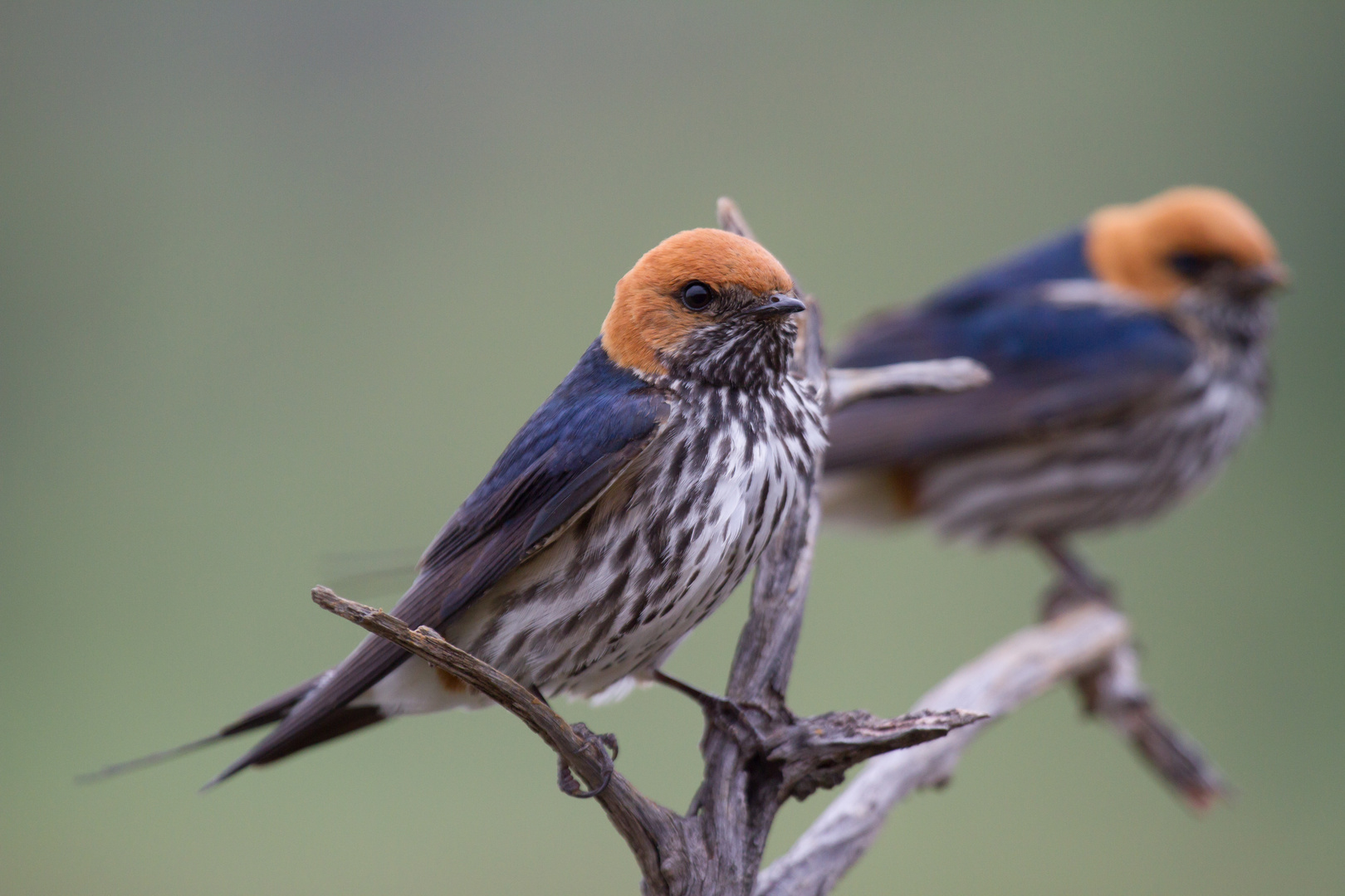 Lesser Striped Swallow